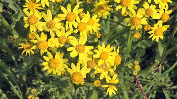 Yellow Wildflowers on a Green Grass Background