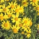 Yellow Wildflowers on a Green Grass Background - VideoHive Item for Sale