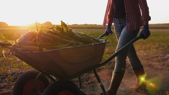 Girl Farmer in Rubber Boots Rolls a Wheelbarrow Full of Corn