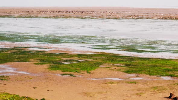 migratory waterbirds intertidal Wadden Sea Strieper Kwelder ZOOM OUT EASE