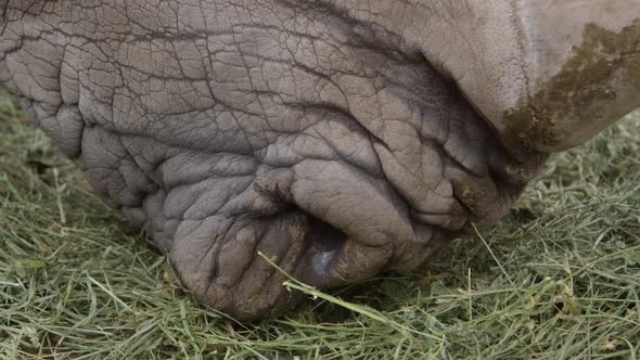 white rhino grazing grass closeup