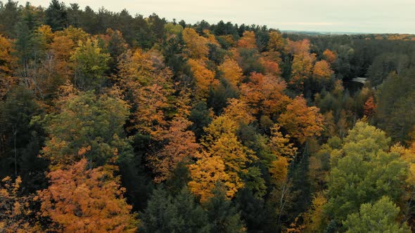 Drone flight over fall forest in Canada. Autumn leaves and trees. Orange, Red, Yellow and Green beau
