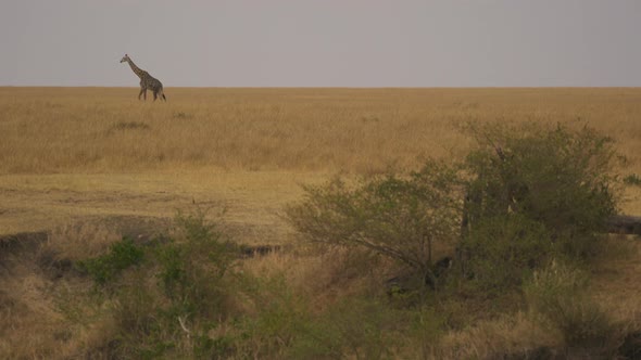 Giraffe walking in Masai Mara