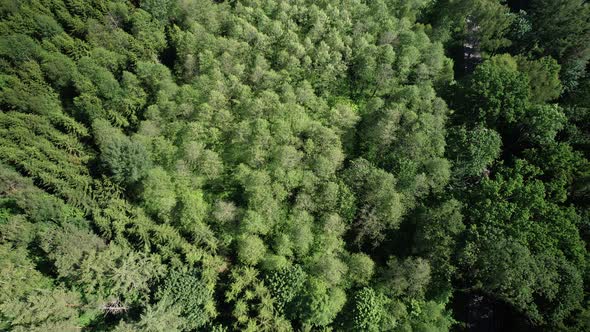 Top Down Aerial View of Green Forest, Fir Trees and Vegetation in woodland, Panning Landscape Panora