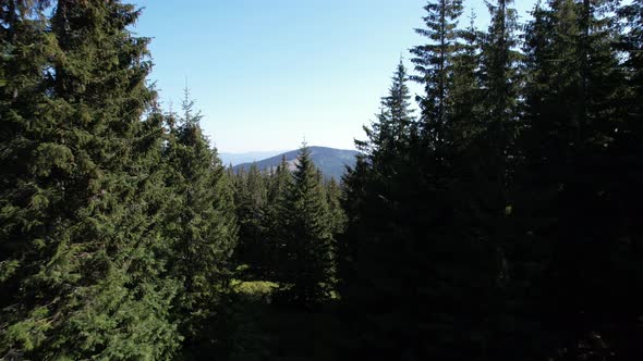 Aerial drone shot landscape in Carpathian mountains in summer. Ukraine, Europe