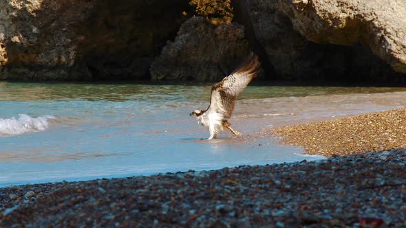 A beautiful Osprey bird washing himself on the beach of Curacao then flying away - Wide shot