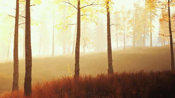 Sunrise Fog in Birch Tree Forest