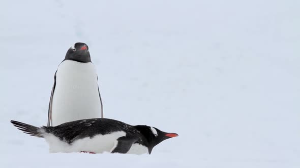 Gentoo Penguins In Antarctica
