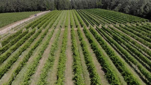 Beautiful Green Vineyards Aerial Video.