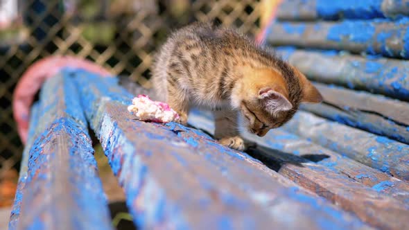 Stray Gray Kitten Eating Food on the Street on a Bench. Slow Motion.