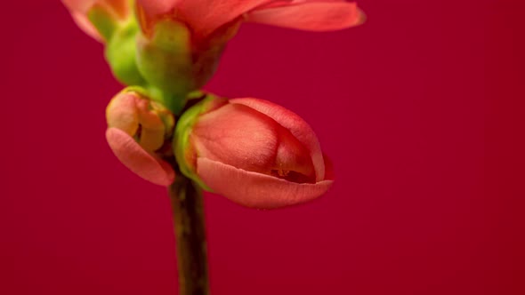 Japanese Crabapple Blossom Timelapse on Red