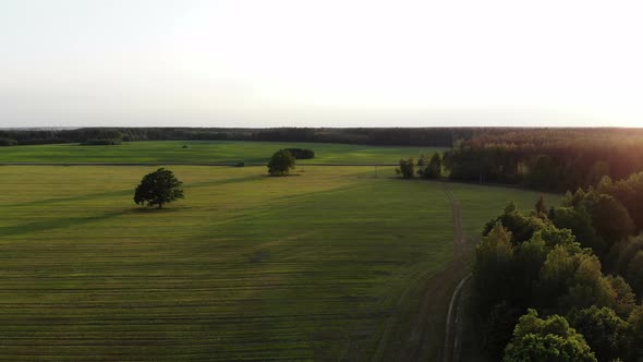 Flying Over Beautiful Country Side Landscape with Field and Trees, on Sunset, Aerial Shot, Drone