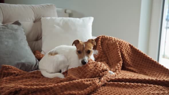 Dog Lazing on Couch