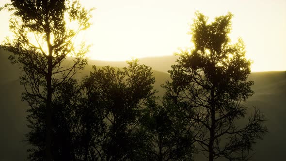 Carpatian Mountains Fog and Mist at the Pine Forest