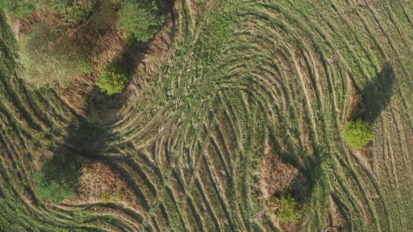 Green Earth Texture With Tractor Tracks Imprinted in the Ground