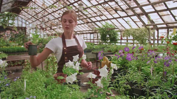 Girl in an Apron at Work in a Greenhouse Transplants Flowers Slowmotion Video