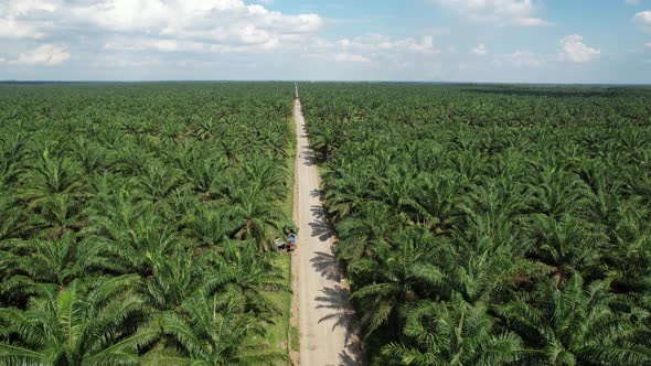 Palm Oil Tree