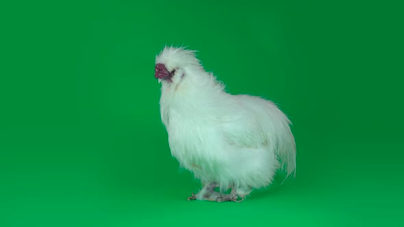White Silkie Hen at the Green Screen.