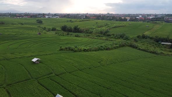 Aerial View Flying Over Rural Rice Fields In Canggu, Bali. Dolly Forward, Establishing Shot