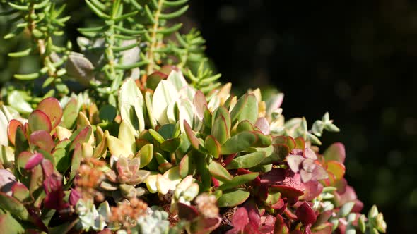 Succulent Plants Collection Gardening in California USA