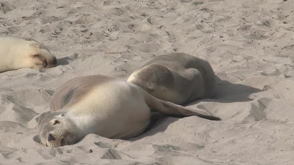 Sea lion feeding her baby on the beach 