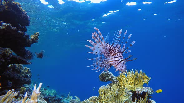 Reef Garden Lionfish