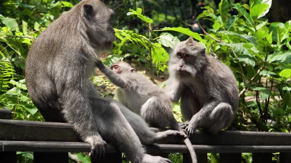 Monkeys in the Forest in Bali