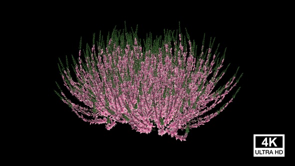 Calluna Flowers Growing alt