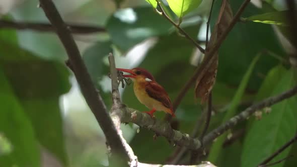 rufous backed kingfisher is perched on a branch carrying fresh crabs