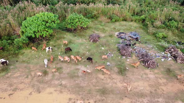 Aerial view herd of cows near the garbage dump