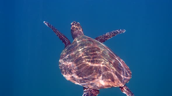 Hawksbill Sea Turtle at the Thailand Seen While Diving and Snorkeling Underwater