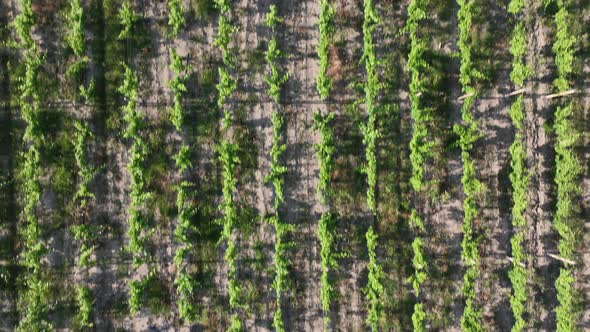 Aerial flight over beautiful vineyard landscape in Kvareli, Georgia