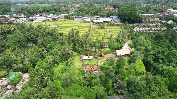 panoramic of rice field terrace on a hill in the jungles of ubud bali, aerial