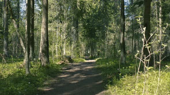 Path in the Forest