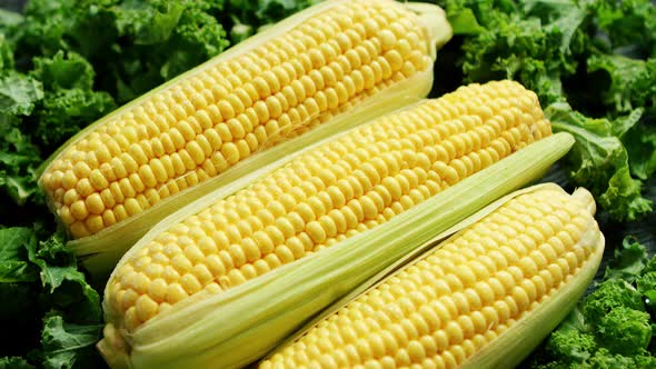 Corn Ears in Green