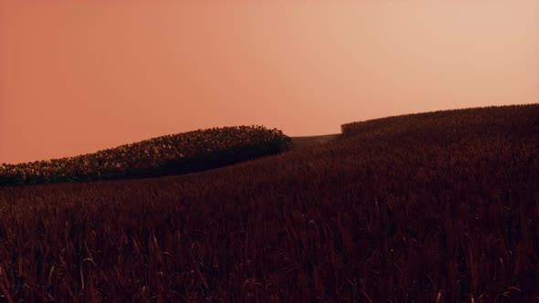 Gold Wheat Field at Sunset Landscape