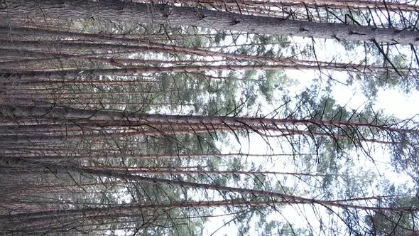 Vertical Video of Trees in a Pine Forest Slow Motion