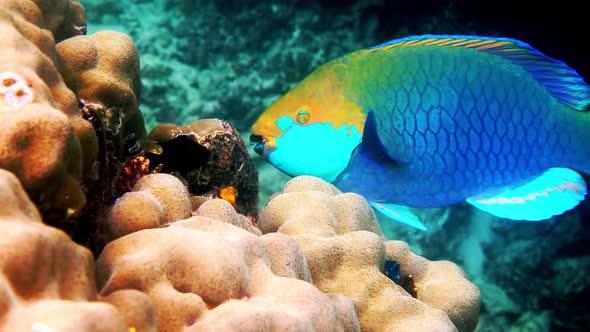 Underwater Video of Blue Queen Parrotfish Swimming Among Coral Reef