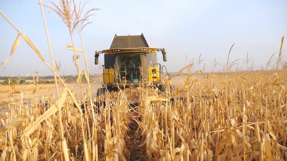 Front View of Harvester Gathering Corn Crop in Farmland