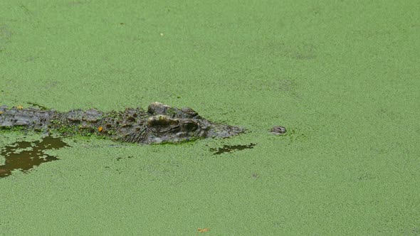 Crocodile Floating in Lake Among Green Slime