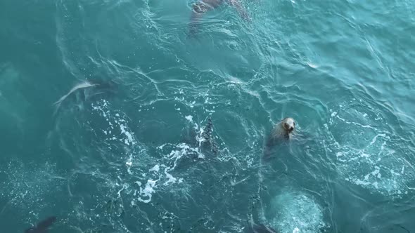 Wild Seal Animal Colony Many Sea Lion Herd Swimming in Ocean Water