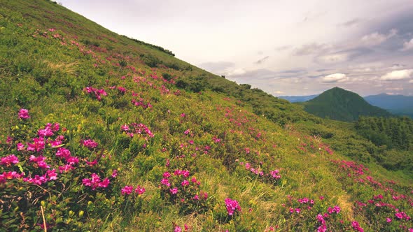 Wild Flowers Among Rocks, Rhododendron Myrtifolium, Maramorosh