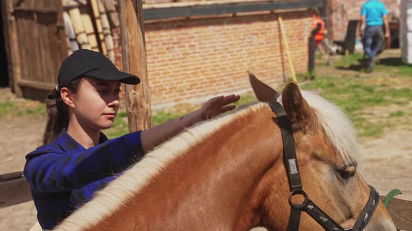 Caretaker Brushing Her Horse Blond Mane Cleaning And Grooming Her Beautiful Horse