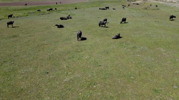 buffalo green meadows