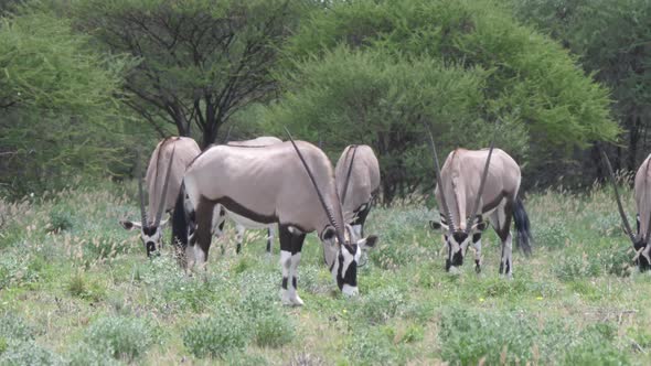 Herd of gemsbok in Central Kalahari Game Reserve