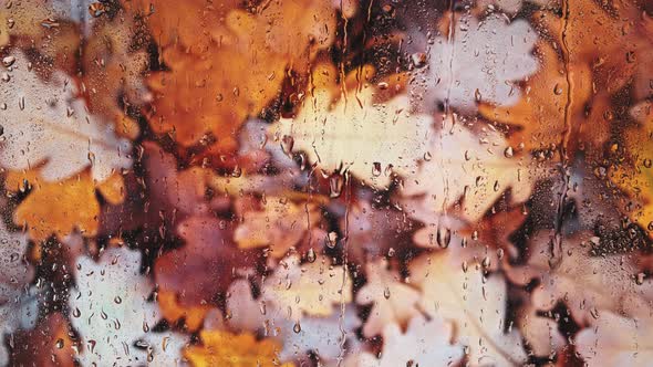 Raindrops flowing down glass, against background of fallen, yellowed foliage.