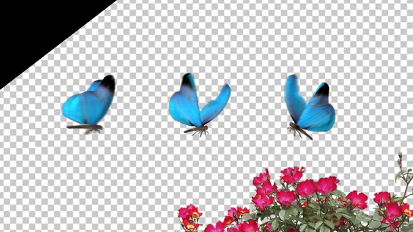 Butterfly Flying alt