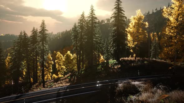 Pine Forest Under Sunrise Sunbeams at Summer