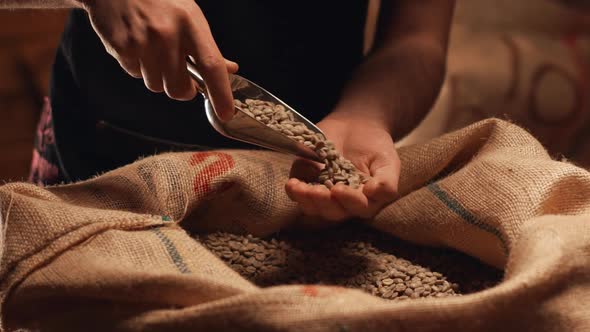 Closeup View in Slow Motion of Man Grabbing Raw Robusta or Arabica Coffee Beans From Sack with Metal