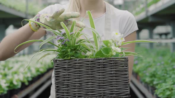 Unrecognizable Slim Woman in Working Gloves Touching Green Leaves of Flowers in Basket. Close-up